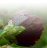 Herfst bij Van der Heijden Tuinen