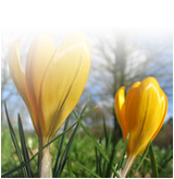 Lente bij Van der Heijden Tuinen