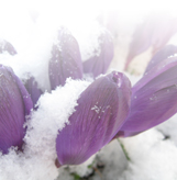 Winter bij Van der Heijden Tuinen